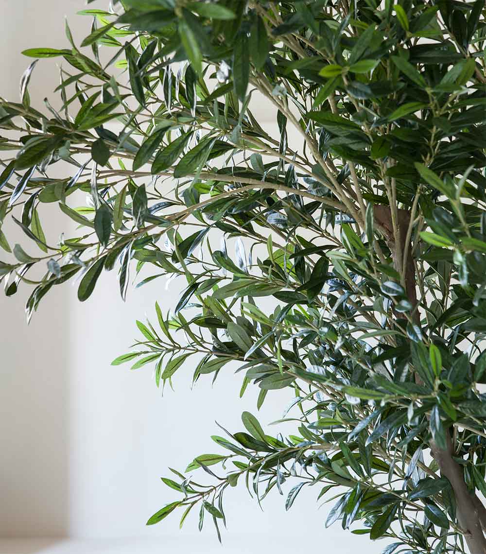 XL indoor olive tree