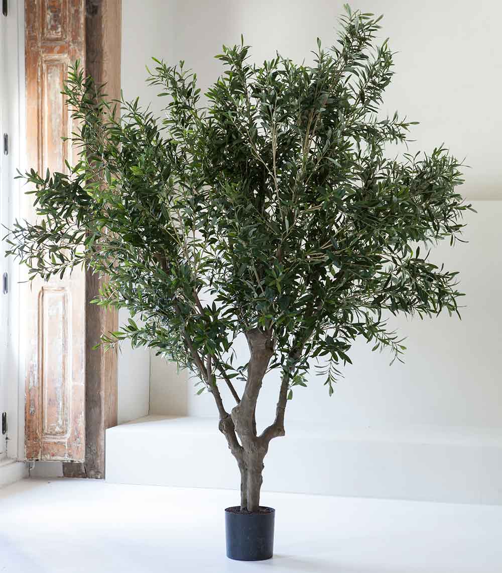 Olivo de interior XL