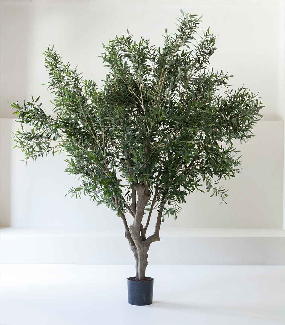 XL indoor olive tree