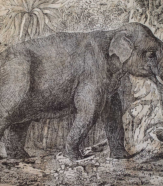 Éléphant N&B (120x120cm)