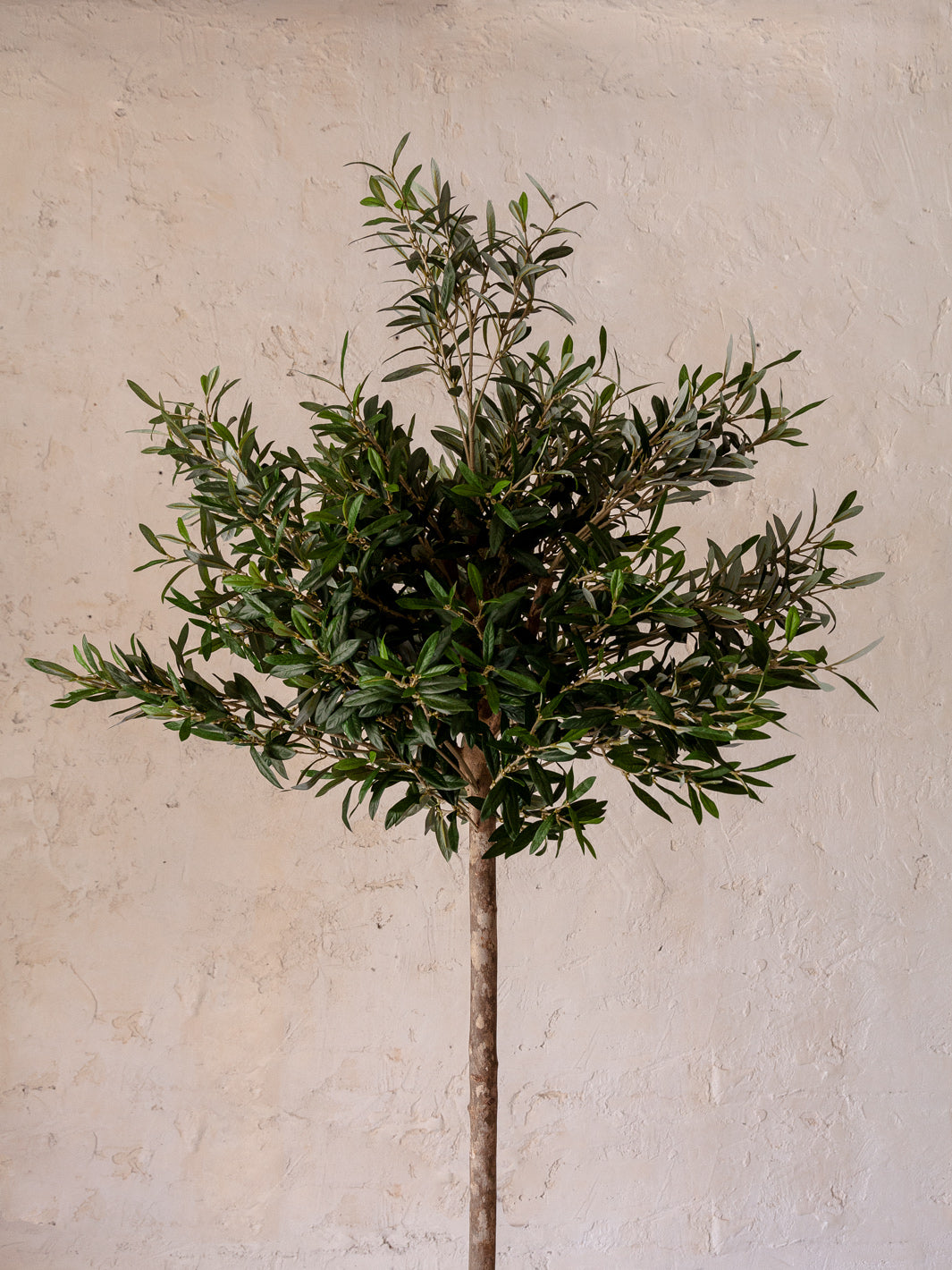 Indoor olive tree S/M